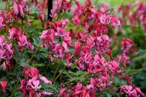 Dicentra